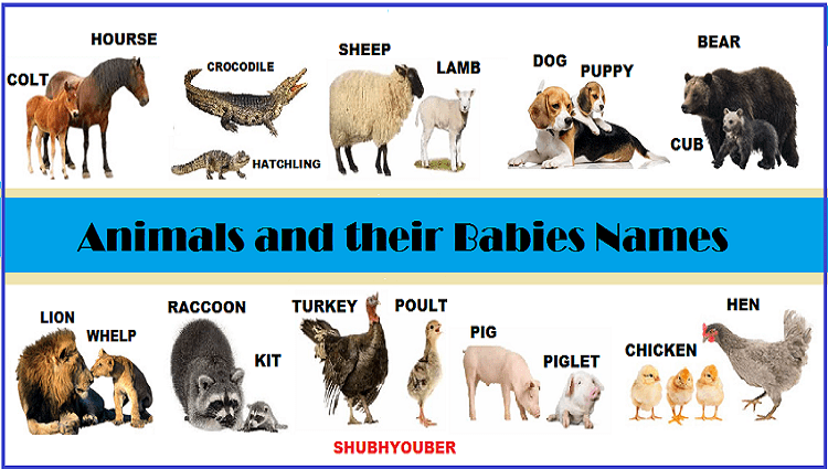 Animals and Their Babies Names
