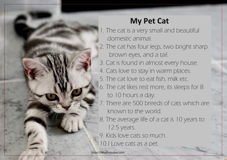 10 Lines on My Pet Cat in English